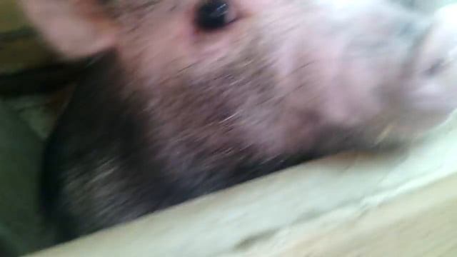 весёлая хрюшка породой мини пиги смотреть онлайн