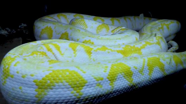 My Pet Python (SHE IS A MONSTER!) смотреть онлайн