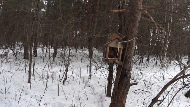 Кормушка для птиц в лесу.[Feeder for birds in the forest.] смотреть онлайн