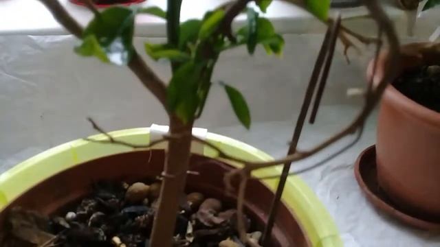 Авокадо, финиковая пальма,манго и много всего у меня на окне. смотреть онлайн