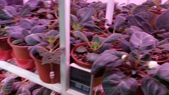 Сеянцы глоксинии подрастают, места становиться меньше... смотреть онлайн