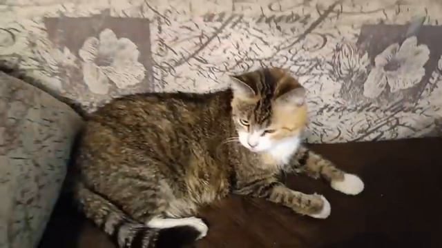 Нас НОМИНИРОВАЛИ. Проголосуйте за КОШЕК МИХАЛЫЧА пожалуйста. смотреть онлайн