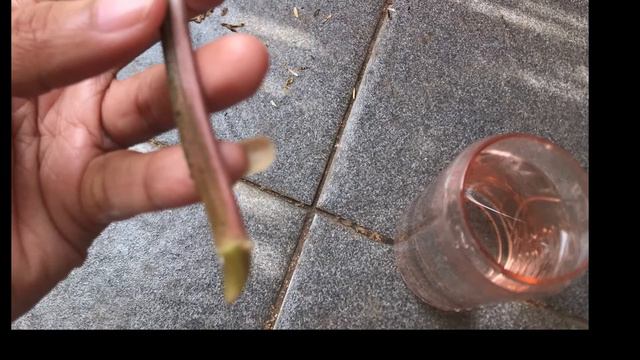 SYNGONIUM VARIEGATA HASIL BELANJA ONLINE #shopeehaul
