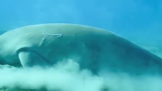 Dugong, Sea Cow in Marsa Alam смотреть онлайн