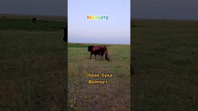 #shorts ОБРАК бұқа, француз смотреть онлайн
