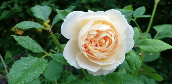 РОЗЫ. ПИТОМНИКИ НАДЕЖНЫЕ И НЕ ОЧЕНЬ. ЧАСТЬ 1 смотреть онлайн