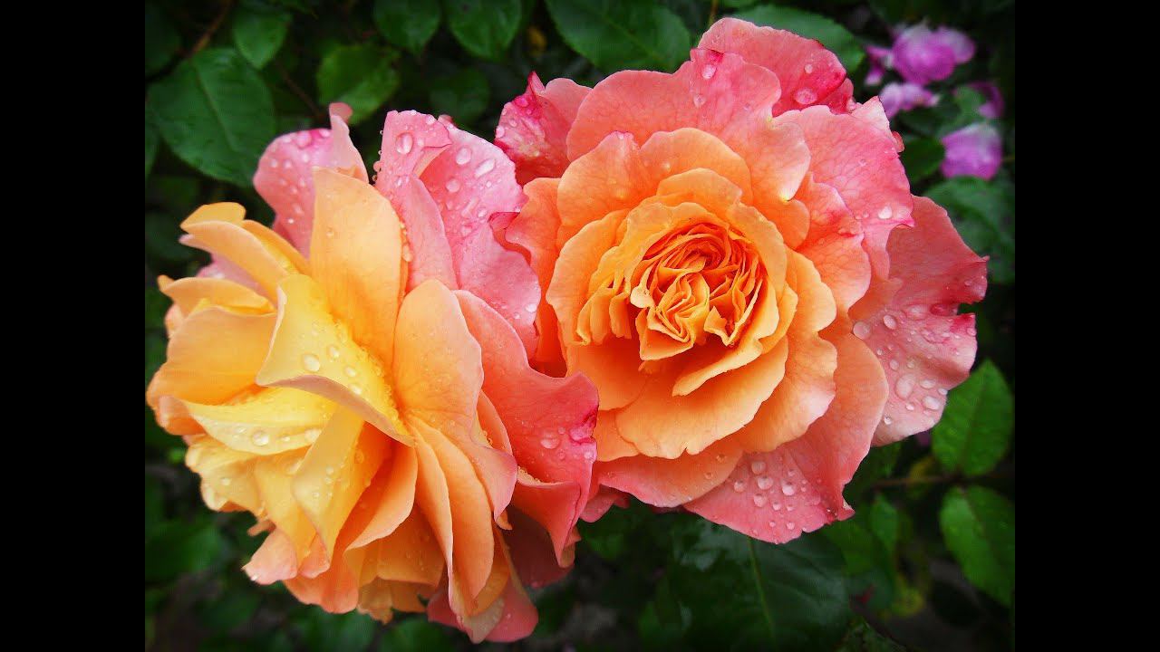 Cleaning with Trauma (English with Hebrew смотреть онлайн