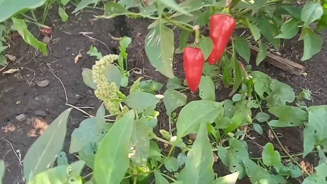 Влог:Наши будни/ Наладили машину/ Докопала всю картошку/Приехала крёстная Георгия смотреть онлайн