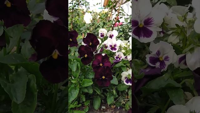 #хочулето маленький садик цветов смотреть онлайн