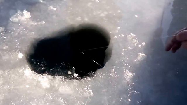 Сазан 16 5 кг смотреть онлайн