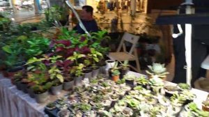 Каких "цветочных друзей" привезла Марина на выставку комнатных растений.