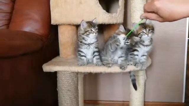 Siberian kittens. Сибирские котята смотреть онлайн