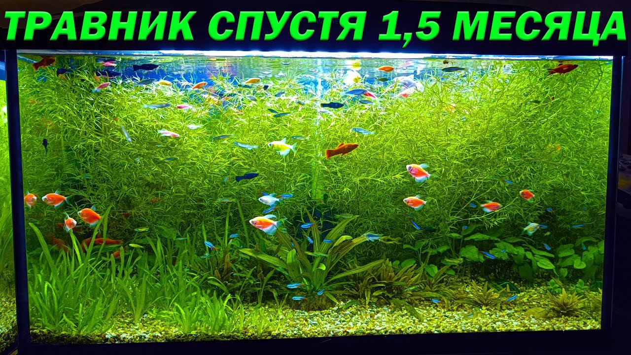 Аквариум травник спустя 1,5 месяца! Первая стрижка растений смотреть онлайн