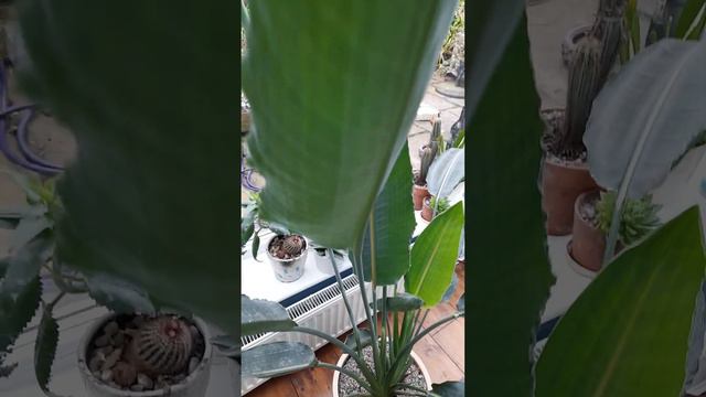 First Flower On The Bird Of Paradise