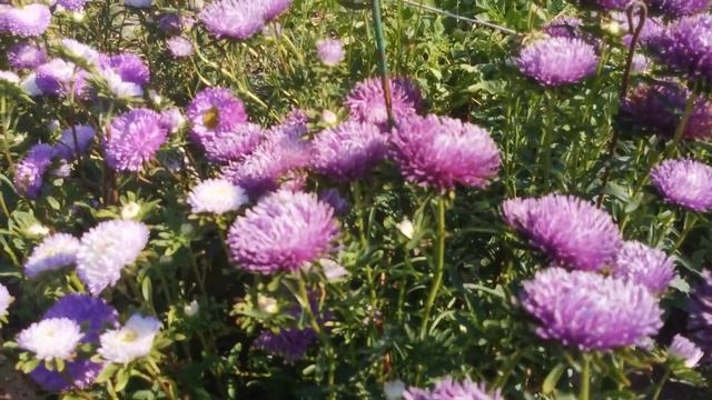 Астра Хризантелла?Хамелеон. Итог выращивания.