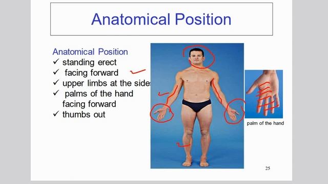 introduction to anatomy ( GU ) with DR.MOHAMED ALZAHY смотреть онлайн