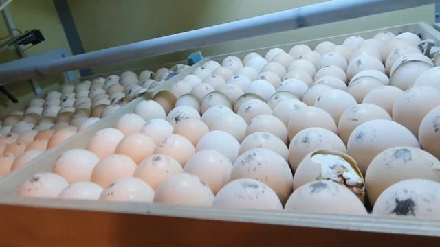 Забой и потрошение Кобб-500. Вывод Росс-308. Отдых. смотреть онлайн