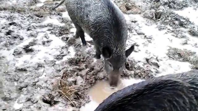 Кабаны смотреть онлайн
