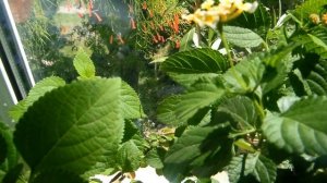 #Лантана - "девичье слово" комнатное растение. Уход, размножение.