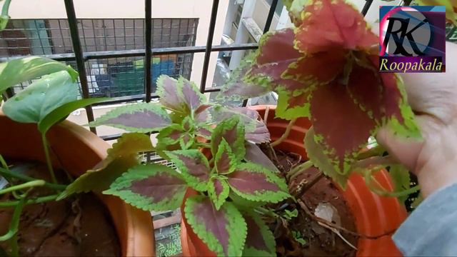how to propagate coleus indoor plant, invest on one plant grow many plants, coleus dos and donts смотреть онлайн