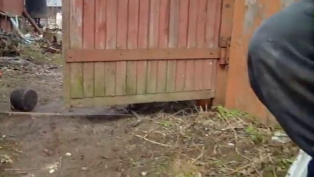 Змея дурная!... смотреть онлайн