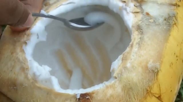 Какие бывают пальмы и что на них растет What are palm trees and what grows on them смотреть онлайн