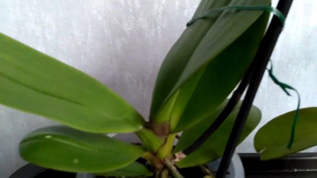 Новая-черная орхидея мутант. смотреть онлайн