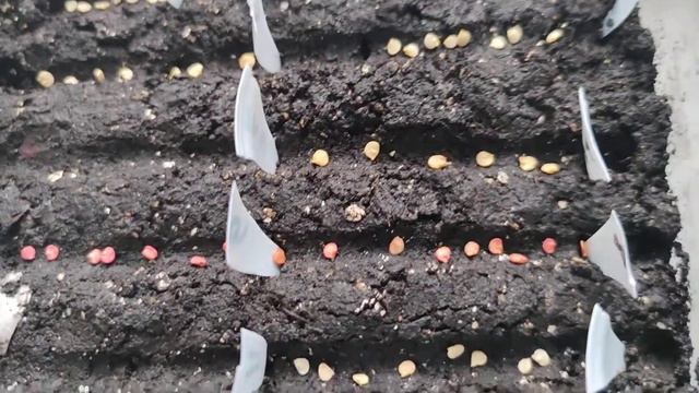 Февраль, первый этап посева перцев смотреть онлайн