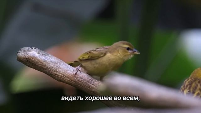 "Взгляд на происходящее". 6 сентября. Сегодня - лучший путь. Ежедневник для созависимых. смотреть онлайн