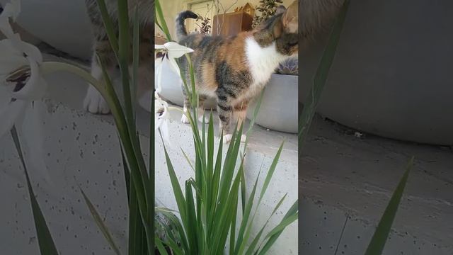 Дицентра или эфиопский гладиолус, в компании с кошкой смотреть онлайн