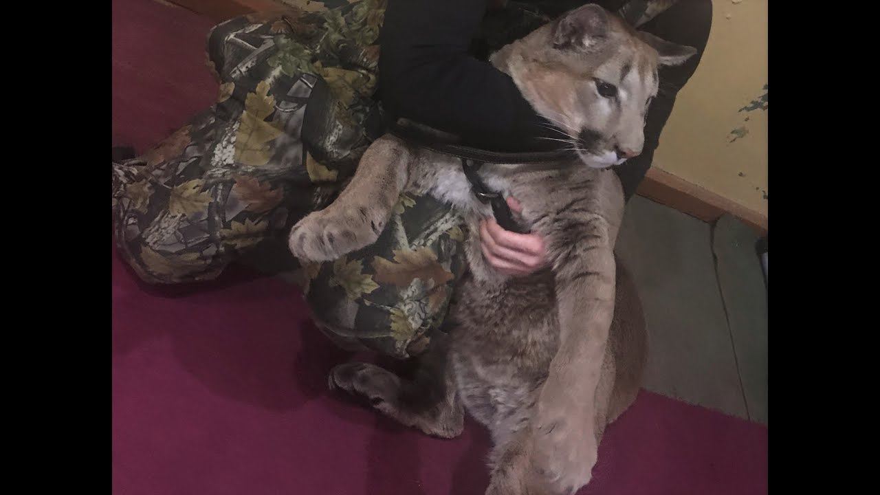 Пума Месси занятия в помещении клуба Cougar Messi Lessons In The Clubhouse