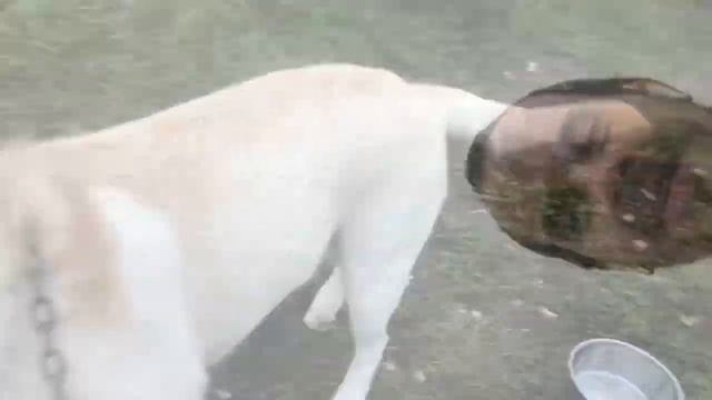 Перевозки животных: лабрадор. Чехов - Краснодарский край смотреть онлайн