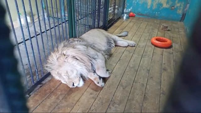 Приют "Спаси Меня" смотреть онлайн