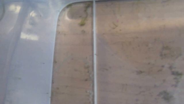 Spawning Danio Rerio. Larvae Fry смотреть онлайн