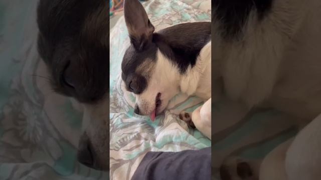 А вы знаете как спят собаки? смотреть онлайн