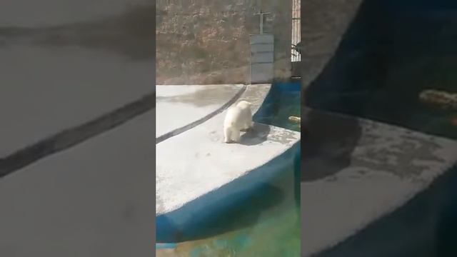 МИНУТА ЖИЗНИ БЕЛОГО МЕДВЕДЯ смотреть онлайн