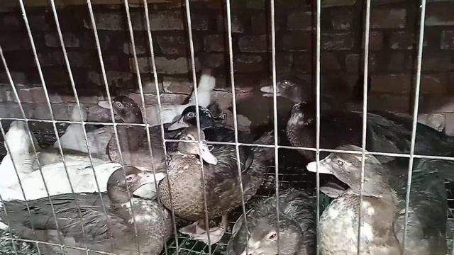 Утята стали утками.