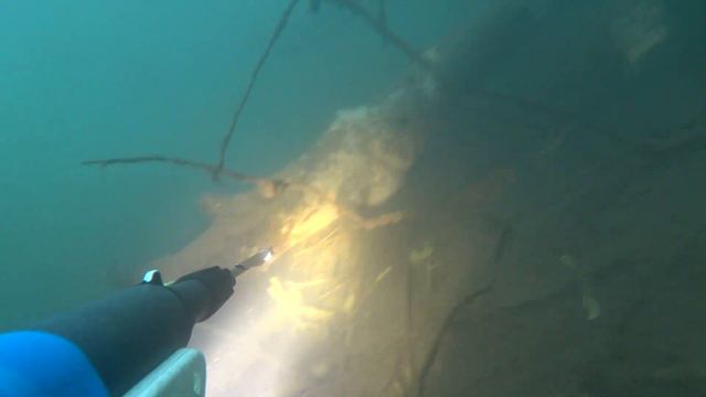 Подводная охота на судака ,голавль,язь,бобры. смотреть онлайн