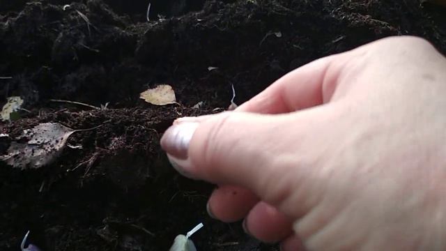 #чеснок#посадкачеснокаосенью13. 10.2018. Посадка озимого чеснока. смотреть онлайн