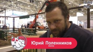 Тоггенбургская коза. Особенности породы, уход