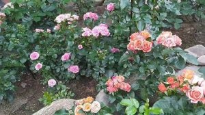 Роза Алегрия - очаровательная скромность с пышными соцветиями.