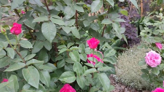 Роза Рамина, Парфюм де Либерти , Утро Парижа и другие розовые розы. смотреть онлайн