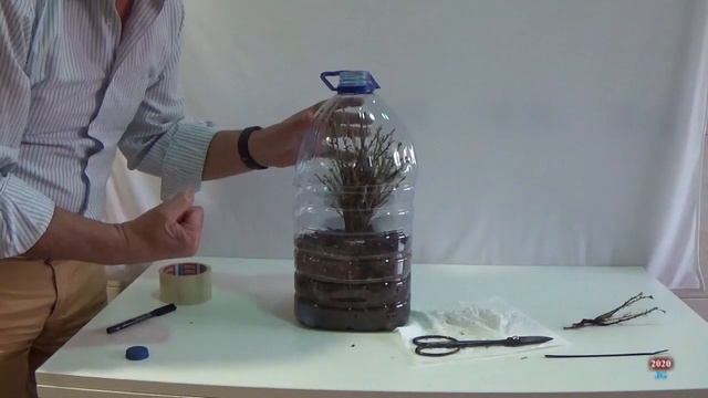 FICUS RETUSA 1ª parte 2017 Multiesquejes a fusión de tronco смотреть онлайн