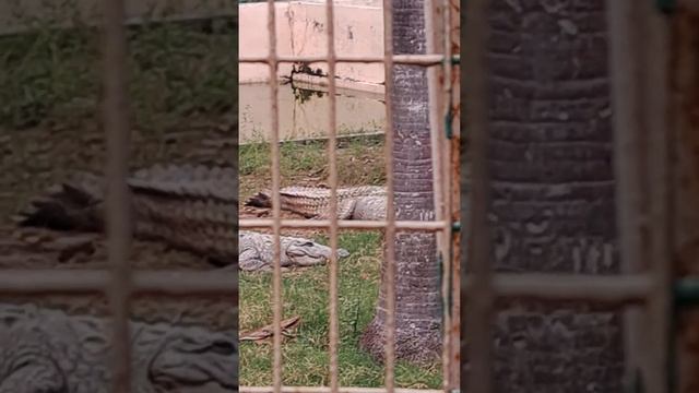 Mini Zoo #zoo #birds #animals #bhavaya смотреть онлайн
