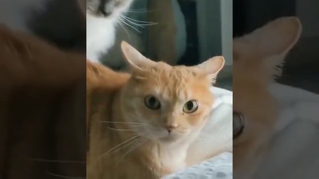 Когда всё бесит смотреть онлайн