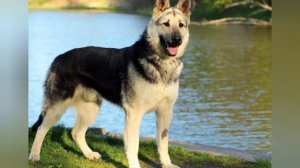 Полный Обзор на Восточно Европейскую Овчарку