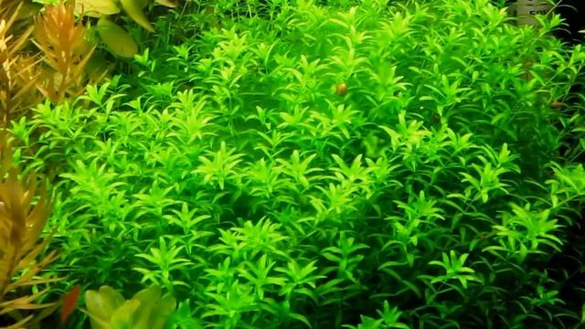 Hemianthus Micranthemoides / Хемиантус микрантемоидес