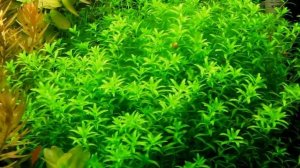 Hemianthus micranthemoides / Хемиантус микрантемоидес