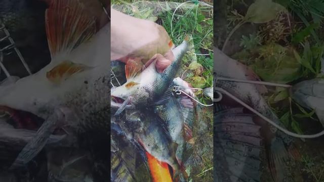 Рыбалка в Башкирии смотреть онлайн