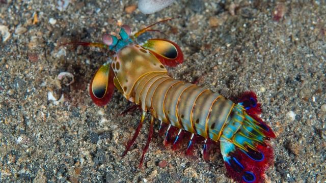 Interesting And Amazing Facts About Animals| Interesting Facts: Mantis Shrimp | By ANEEASH FACTS. смотреть онлайн